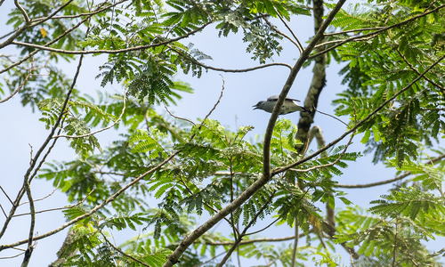 Black-bibbed Cicadabird (Edolisoma mindanense), photo 3