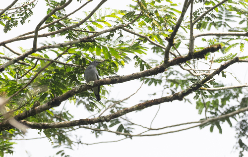 Black-bibbed Cicadabird (Edolisoma mindanense), photo 2