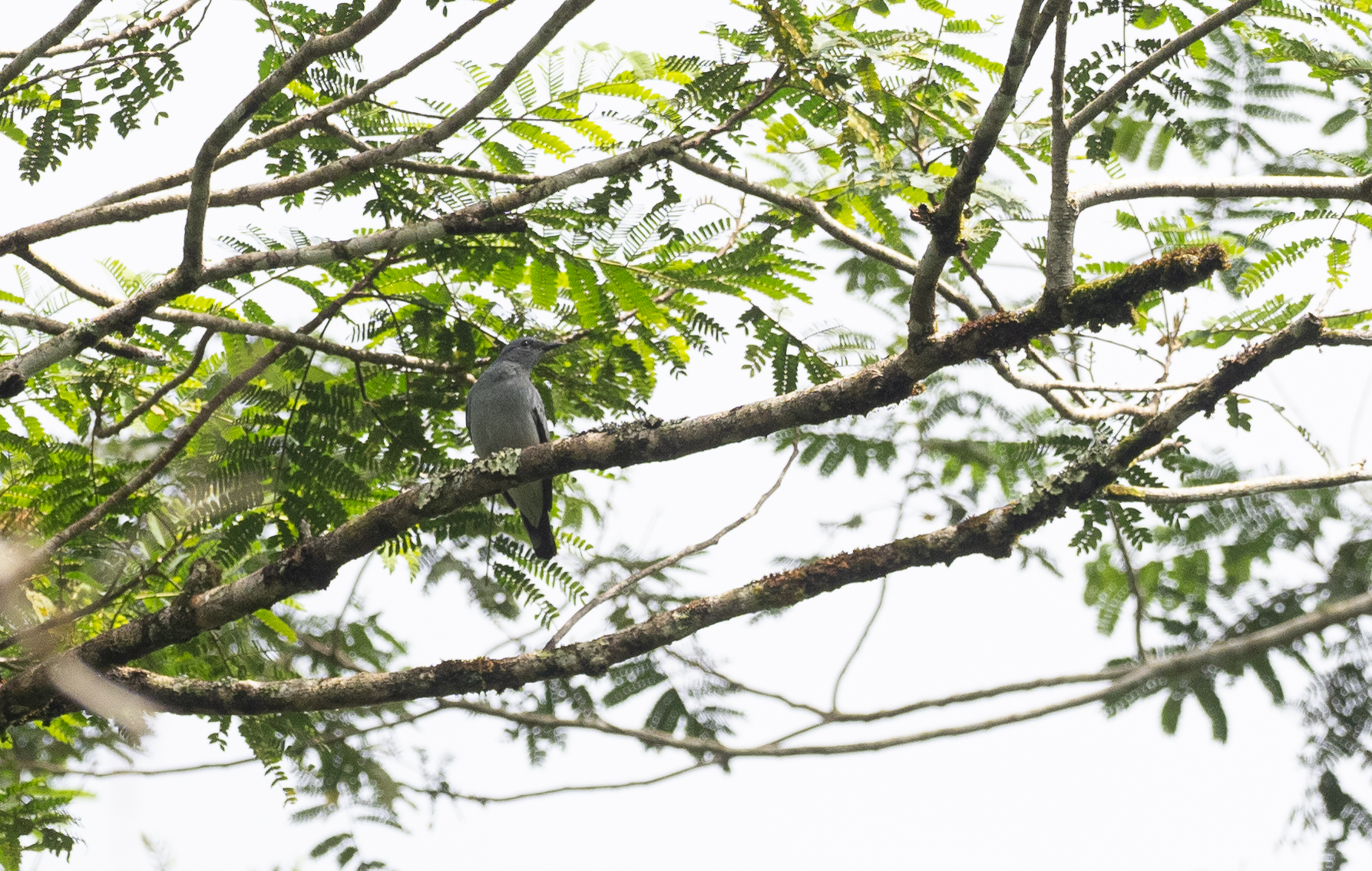 Black-bibbed Cicadabird (Edolisoma mindanense), photo 2