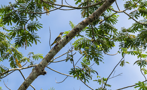 Philippine Oriole (Oriolus steerii), photo 8