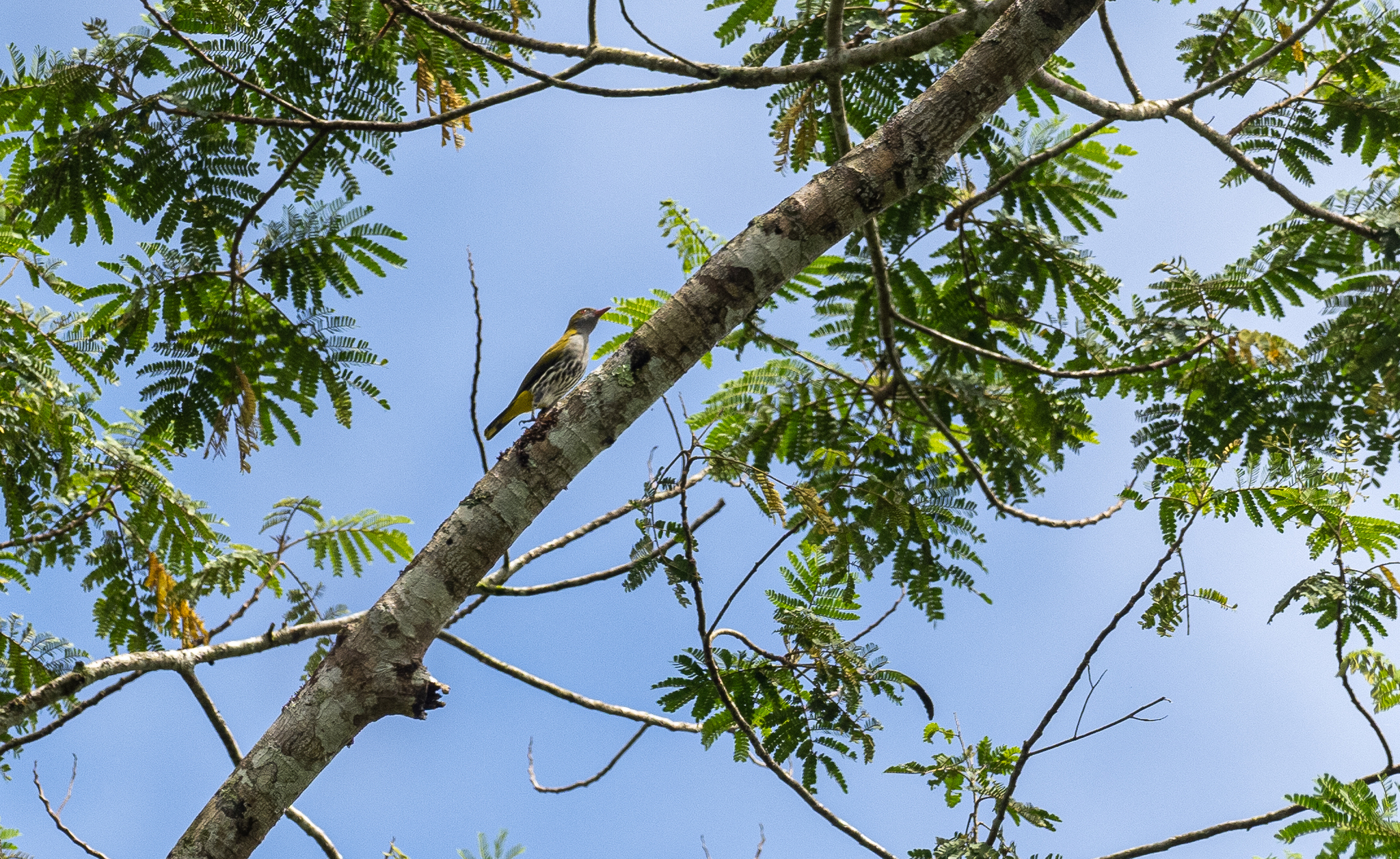 Philippine Oriole (Oriolus steerii), photo 6