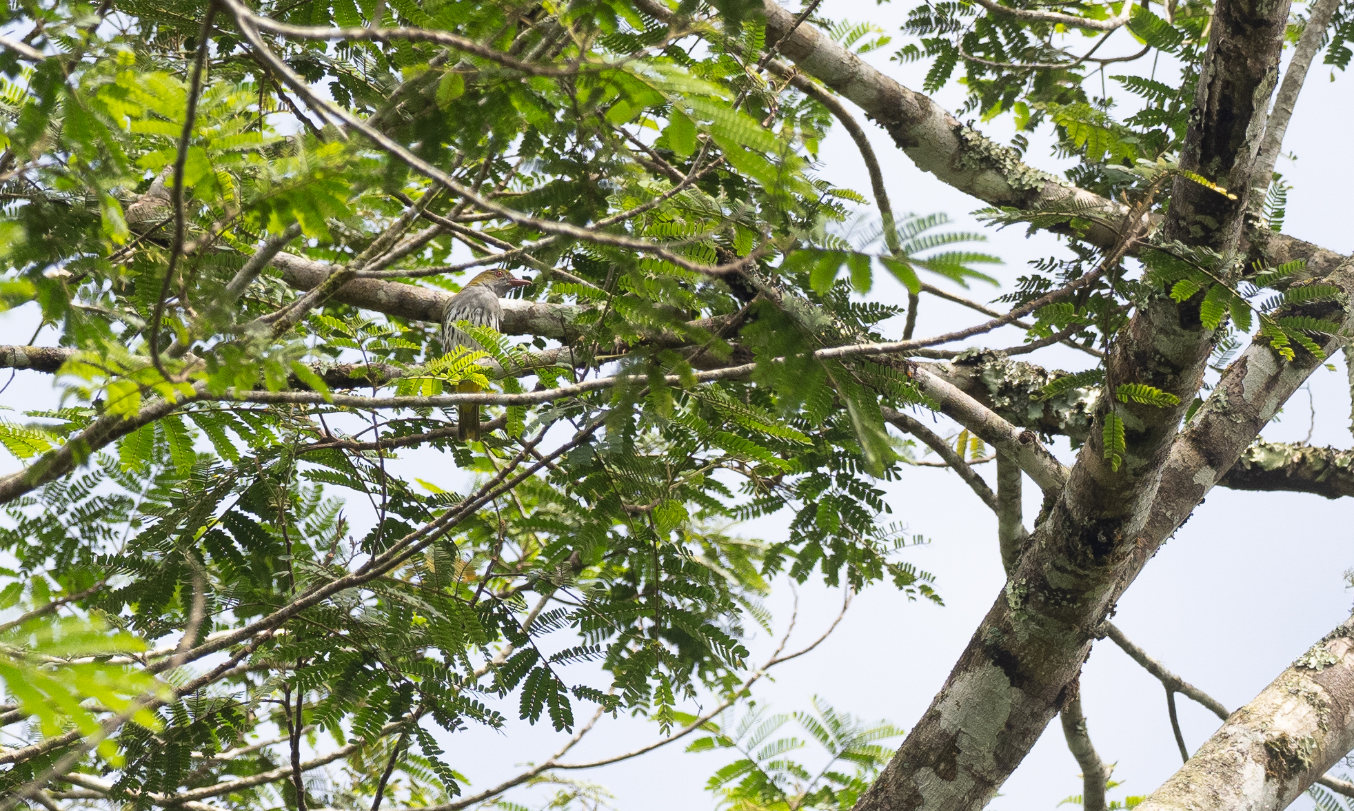 Philippine Oriole (Oriolus steerii), photo 7