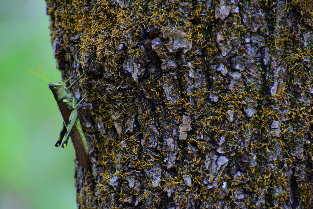 Obscure Bird Grasshopper From Smith County TX USA On August 6 2022