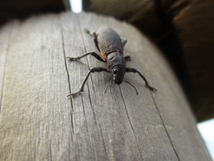 Herpisticus laesicollis