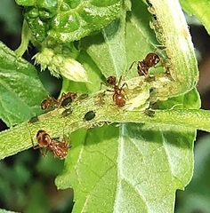 Solenopsis