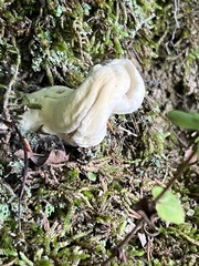 Hypomyces sichuanensis