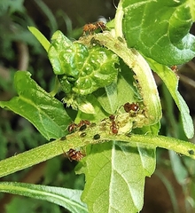 Solenopsis