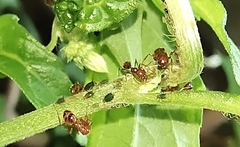 Solenopsis