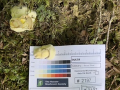 Hypomyces sichuanensis