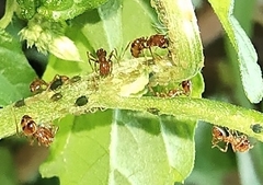 Solenopsis