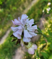 Saponaria officinalis