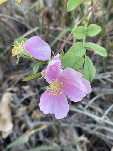 iNaturalist observation photo of California Wild Rose