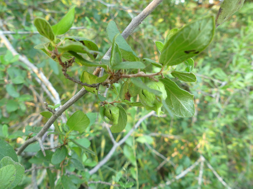 Diospyros villosa image