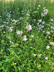 Saponaria officinalis
