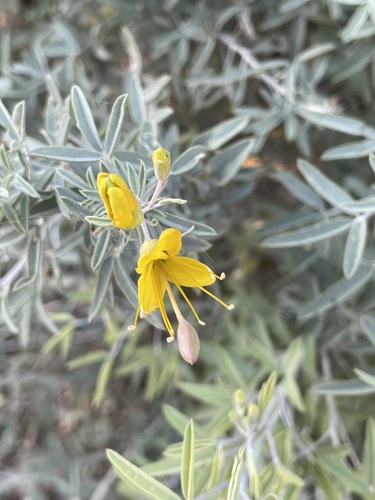 iNaturalist observation photo of Bladderpod