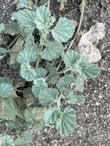 iNaturalist observation photo of alkali mallow