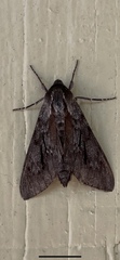 Lapara coniferarum
