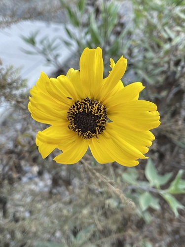 iNaturalist observation photo of California brittlebush