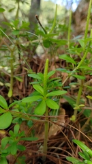 Peperomia leptophylla