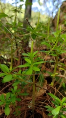 Peperomia leptophylla