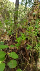 Peperomia leptophylla