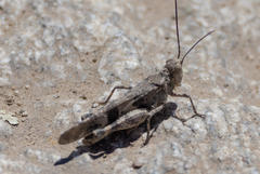 Trimerotropis fontana