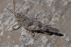 Trimerotropis fontana