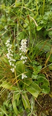 Peristylus djampangensis