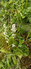Peristylus djampangensis