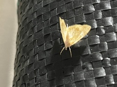 Glaphyria glaphyralis