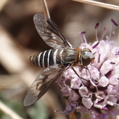 Exoprosopa rivularis