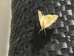 Glaphyria glaphyralis