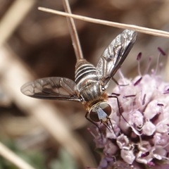 Exoprosopa rivularis