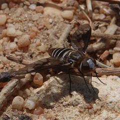 Exoprosopa rivularis