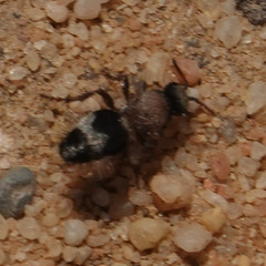 Dasylabris lugubris