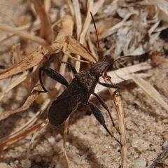 Heegeria tangirica