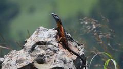 Pseudocordylus melanotus