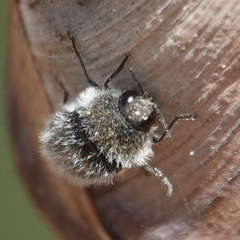 Acmaeoderella lanuginosa