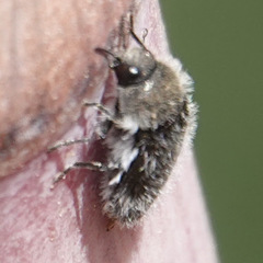 Acmaeoderella lanuginosa