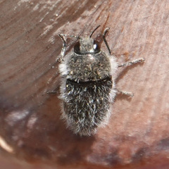 Acmaeoderella lanuginosa