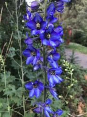 Delphinium cultorum