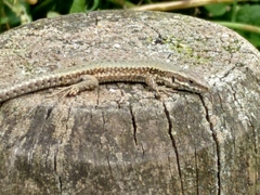 Podarcis muralis