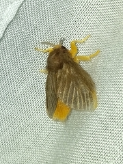Megalopyge hina