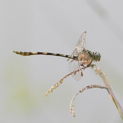 Aphylla angustifolia