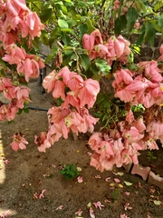 Mussaenda erythrophylla