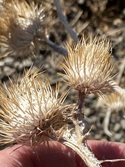 Onopordum acanthium acanthium