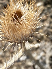 Onopordum acanthium acanthium