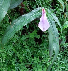 Roscoea