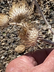 Onopordum acanthium acanthium