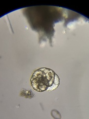 Cassidulina